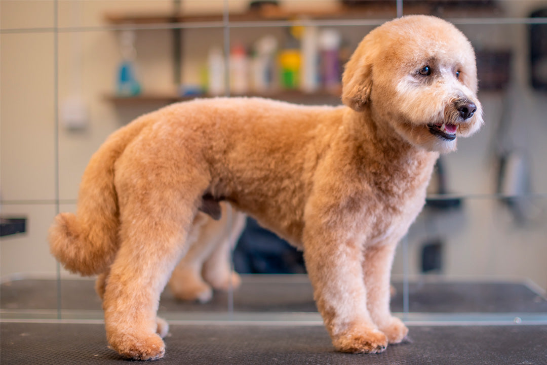 BAMSEKLIPPNING | Endast 1259 kr! - Zoogiganten