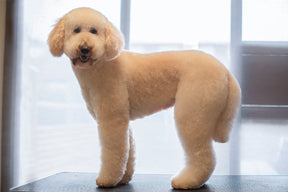 HUNDTRIM - BAMSEKLIPPNING | Endast 1259 kr! - Zoogiganten