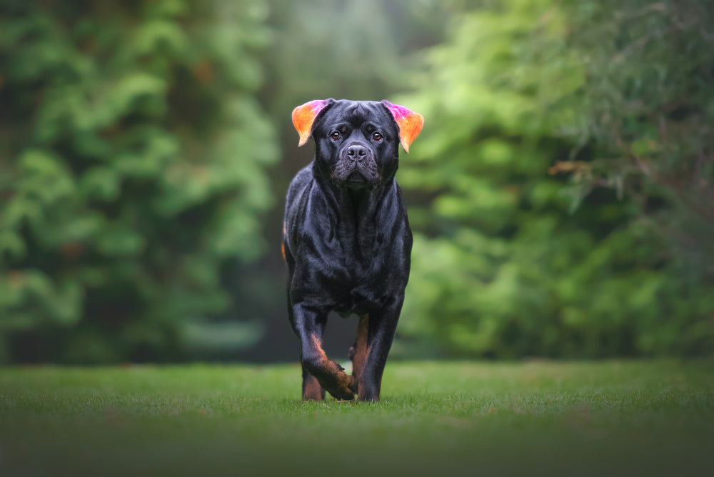 HUND - FÄRGNING | Endast 199 kr! - Zoogiganten