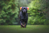HUND - FÄRGNING | Endast 199 kr! - Zoogiganten
