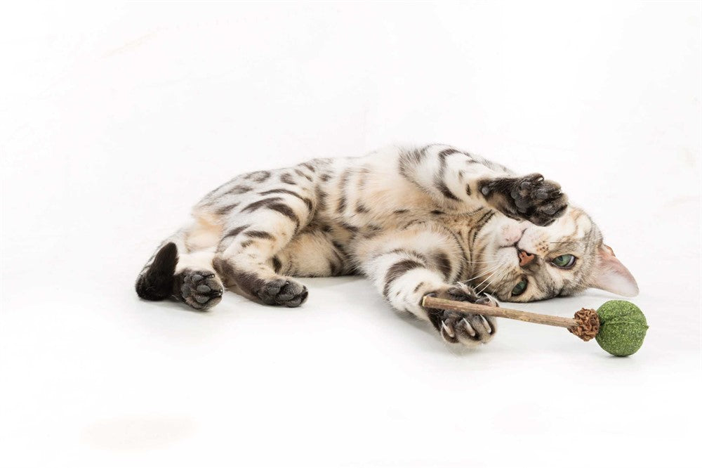 Matatabi Lollypop med Catnip - 11 CM