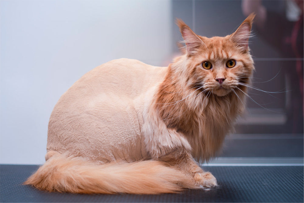 LEJONKLIPPNING FÖR KATT | Endast 999 kr! - Zoogiganten