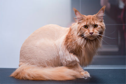 LEJONKLIPPNING FÖR KATT | Endast 999 kr! - Zoogiganten