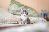 HOTELL - KATTRUM / DYGN | Endast 229 kr! - Zoogiganten