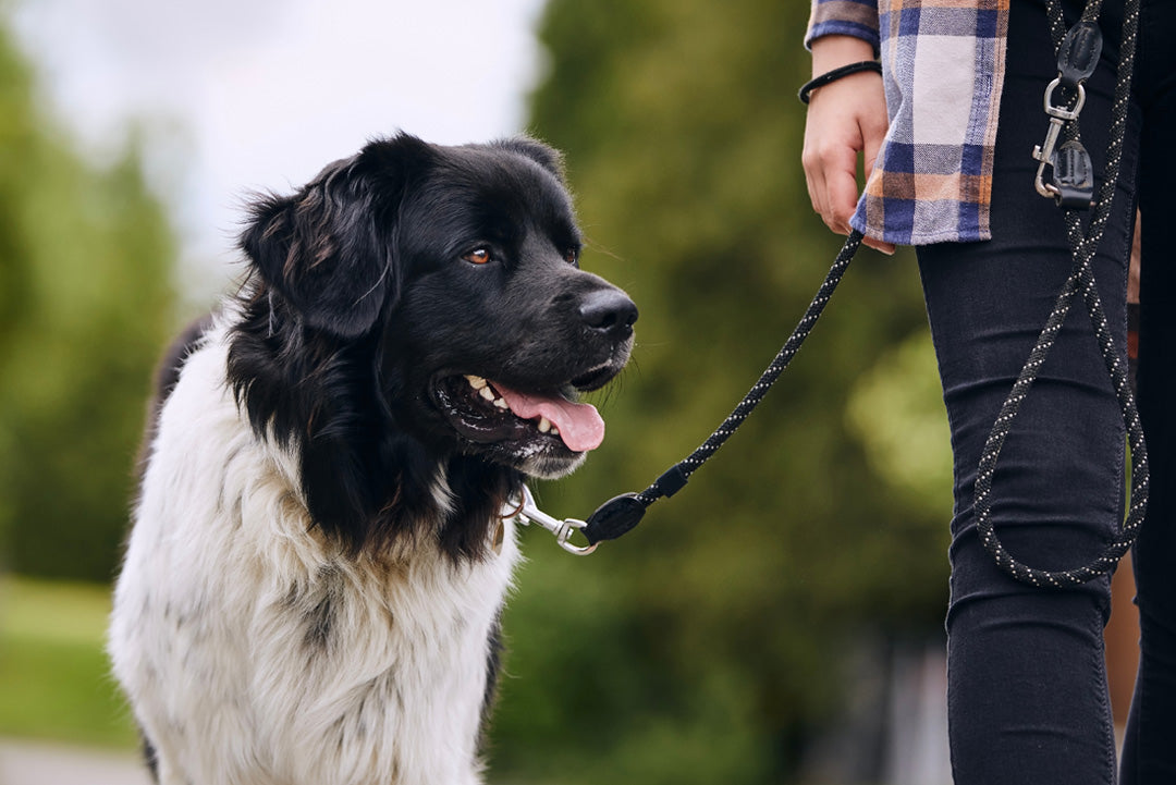 KOPPELKONTAKT | Endast 1950 kr! - Zoogiganten