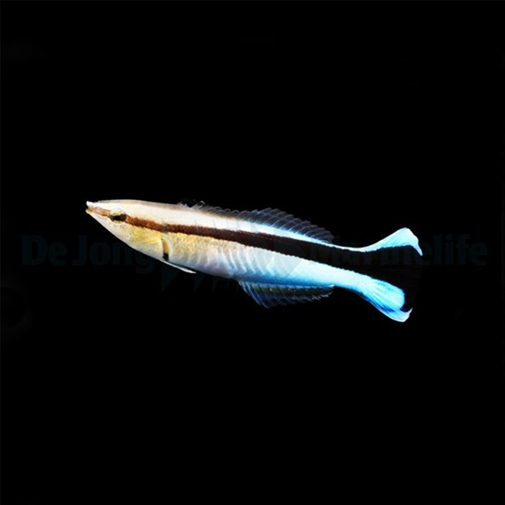 Labroides dimidiatus / Putsfisk | Endast 349 kr! - Zoogiganten