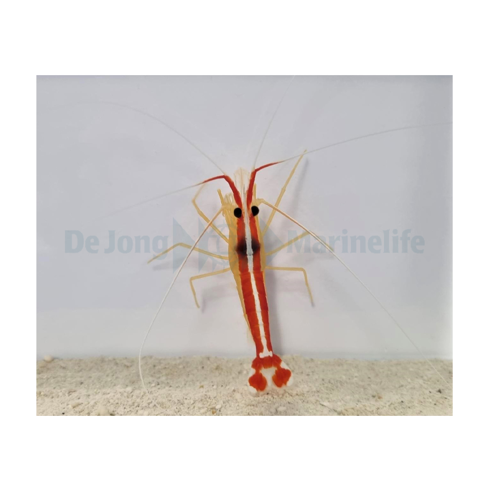 Lysmata amboinensis - Putsräka
