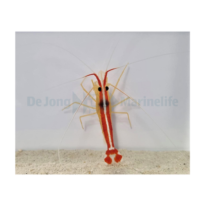 Lysmata amboinensis - Putsräka