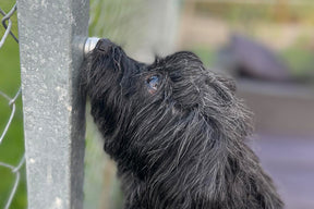 NOSEWORK 1 | Endast 2600 kr! - Zoogiganten