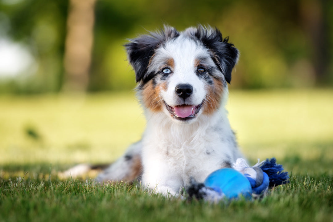 VALPKURS | Endast 2900 kr! - Zoogiganten