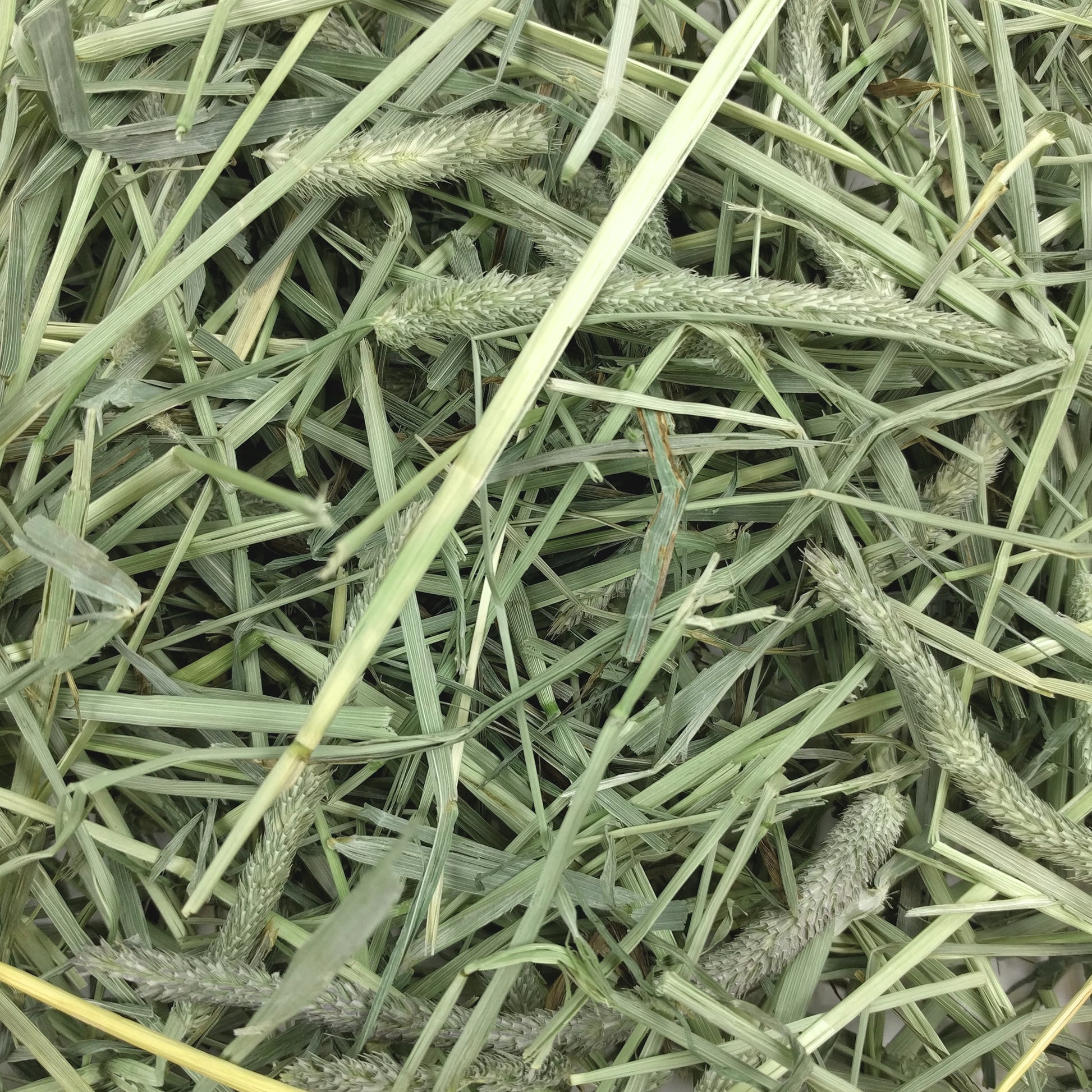Hö Western Timothy - 425 G | Endast 129 kr! - Zoogiganten
