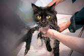 BAD AV KATT INKL. KLOKLIPPNING | Endast 459 kr! - Zoogiganten