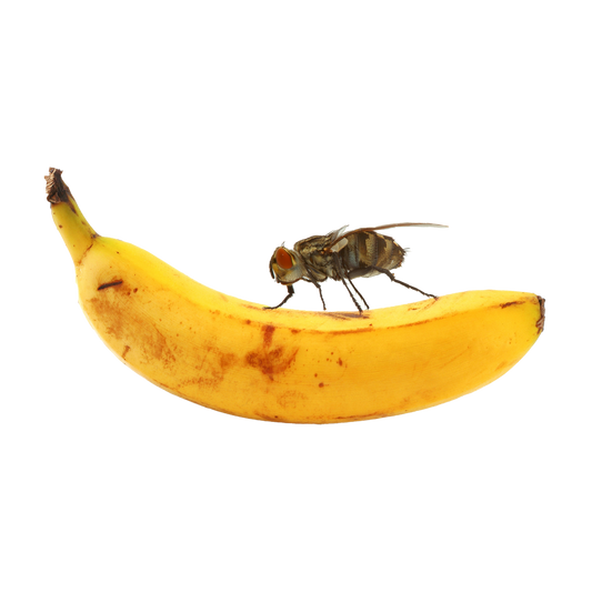 Stora Bananflugor i kopp | Endast 89 kr! - Zoogiganten