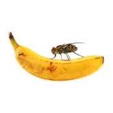 Stora Bananflugor i kopp | Endast 89 kr! - Zoogiganten