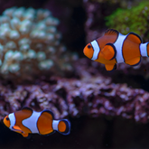 Amphiprion percula  / Percula Clownfisk Odl. | Endast 399 kr! - Zoogiganten
