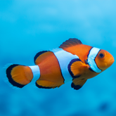 Amphiprion ocellaris / Ocellaris Clownfisk Odl. | Endast 349 kr! - Zoogiganten