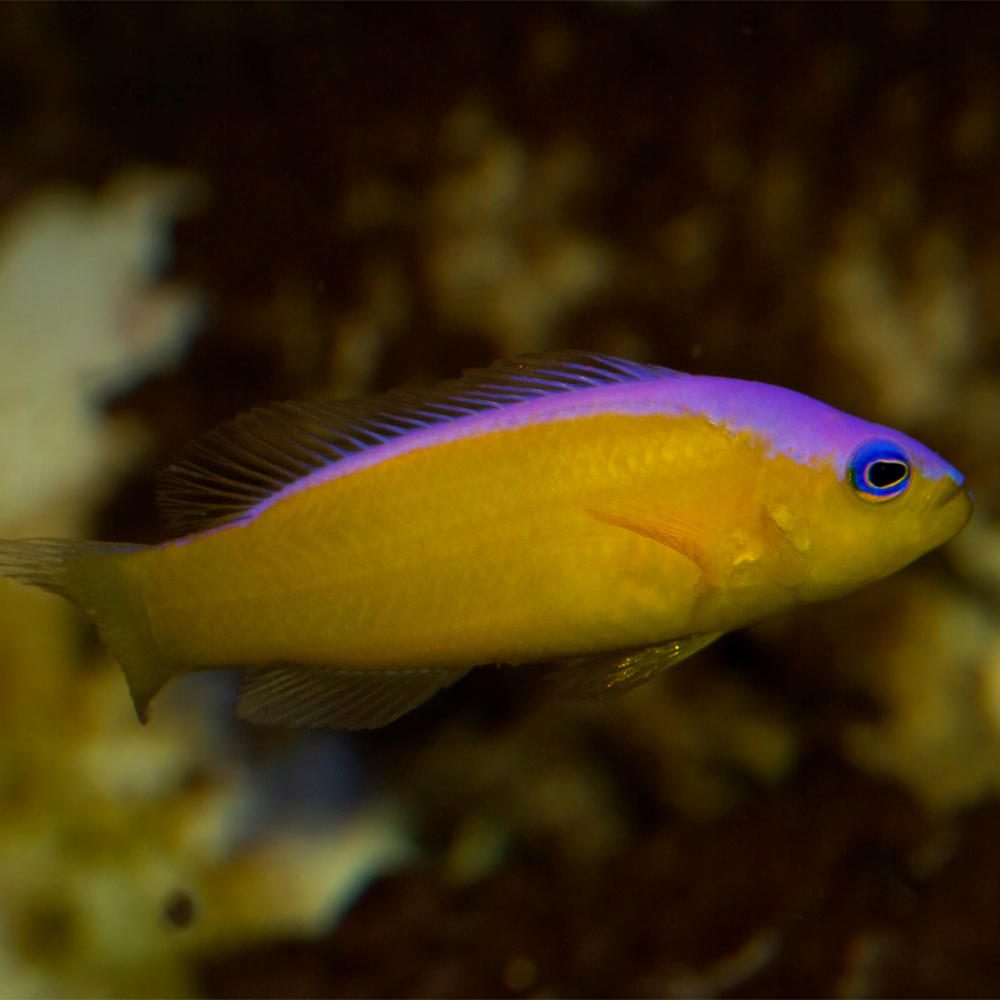 Pictichromis diadema  / Diadema Dottyback | Endast 499 kr! - Zoogiganten