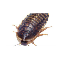 Dubia Medium - 13ST/Box