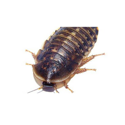 Dubia Medium - 13ST/Box