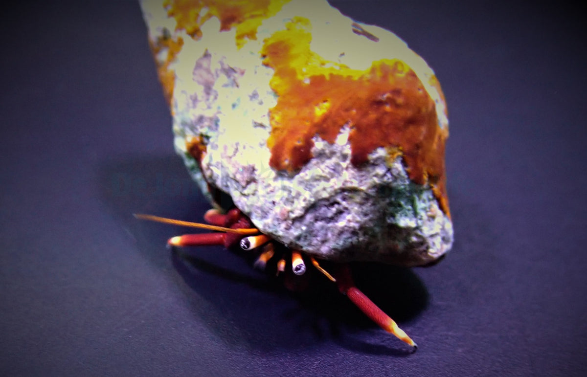 Hermit crab spp. - Eremitkrabba sp. | Endast 89 kr! - Zoogiganten