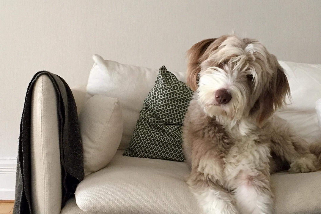 HUND - BETEENDEUTREDNING | Endast 1500 kr! - Zoogiganten