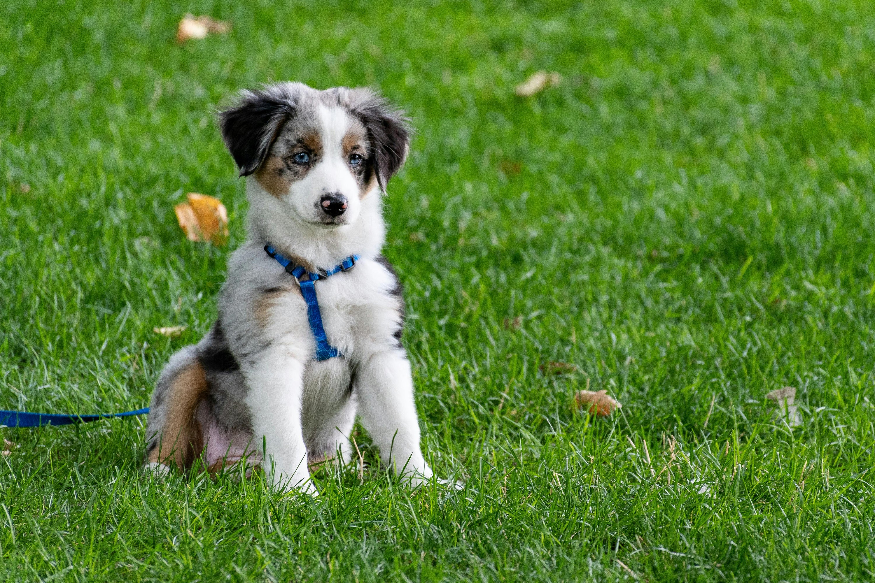 Australian Shepherd hundvalp efter hundtrim