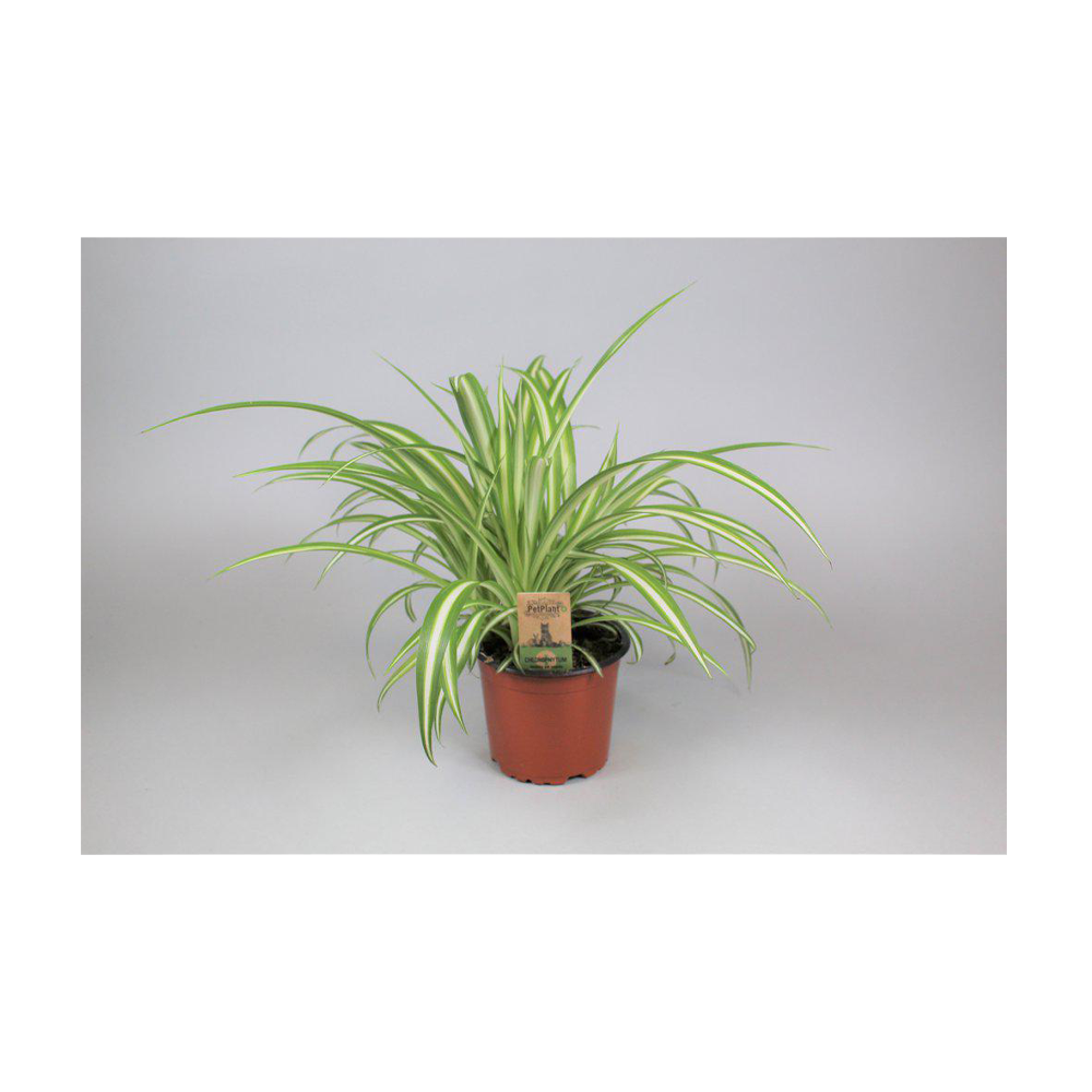 Kaningräs Kruka - 12 CM | Endast 89 kr! - Zoogiganten