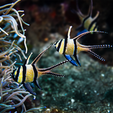 Pterapogon kauderni  / Bangaii Kardinalfisk | Endast 599 kr! - Zoogiganten