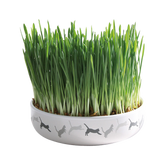 Kattgräs med keramikskål - 50 G | Endast 119 kr! - Zoogiganten