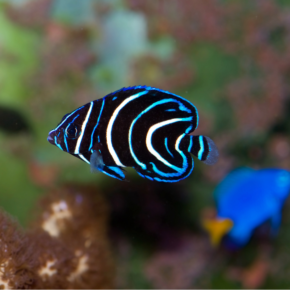 Pomacanthus semicirculatus 
 / Koreankejsarfisk | Endast 1199 kr! - Zoogiganten