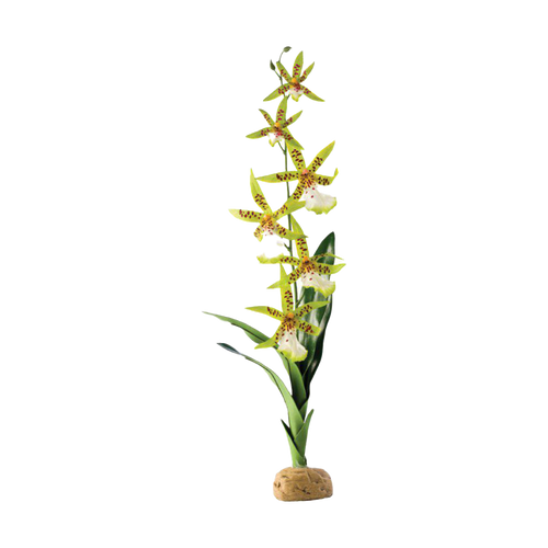 Orkidé Regnskogsväxt - 13X8X43 CM | Endast 219 kr! - Zoogiganten