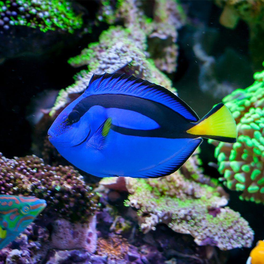 Paracanthurus hepatus 
 / Palettkirurgfisk | Endast 959 kr! - Zoogiganten