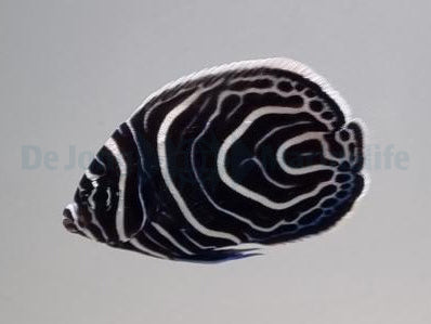 Imperator Kejsarfisk Odl. Juvenile M