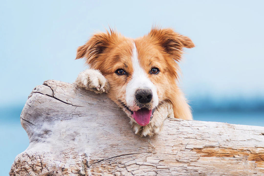 HUND - PRIVATKURS | Endast 750 kr! - Zoogiganten