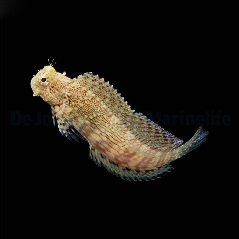 Salarias Fasciatus / Jewelled Blenny | Endast 499 kr! - Zoogiganten
