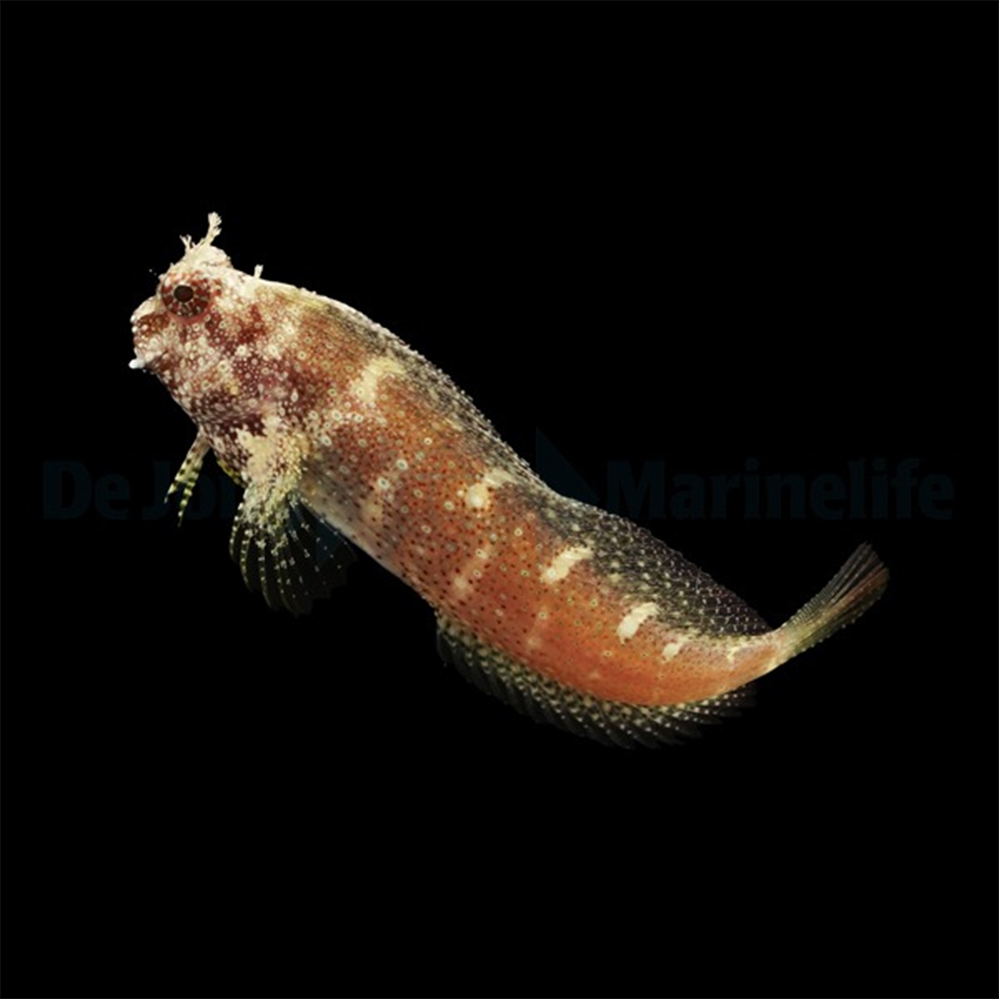 Salarias ramosus  / Starry Blenny | Endast 549 kr! - Zoogiganten