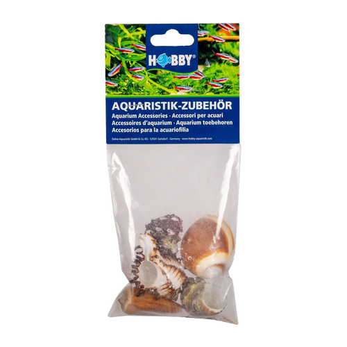 Seashell 5 st - L | Endast 149 kr! - Zoogiganten