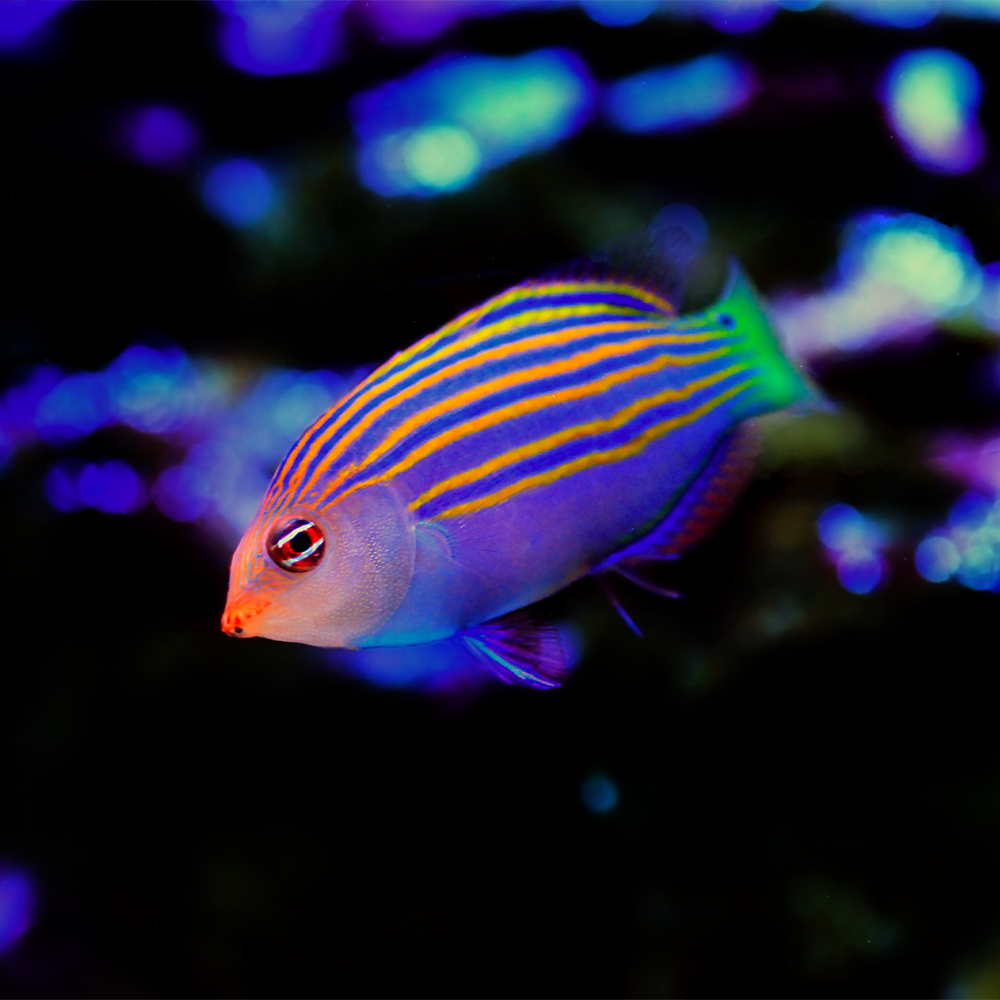 Pseudocheilinus hexataenia 
 / Sixline Wrasse | Endast 599 kr! - Zoogiganten