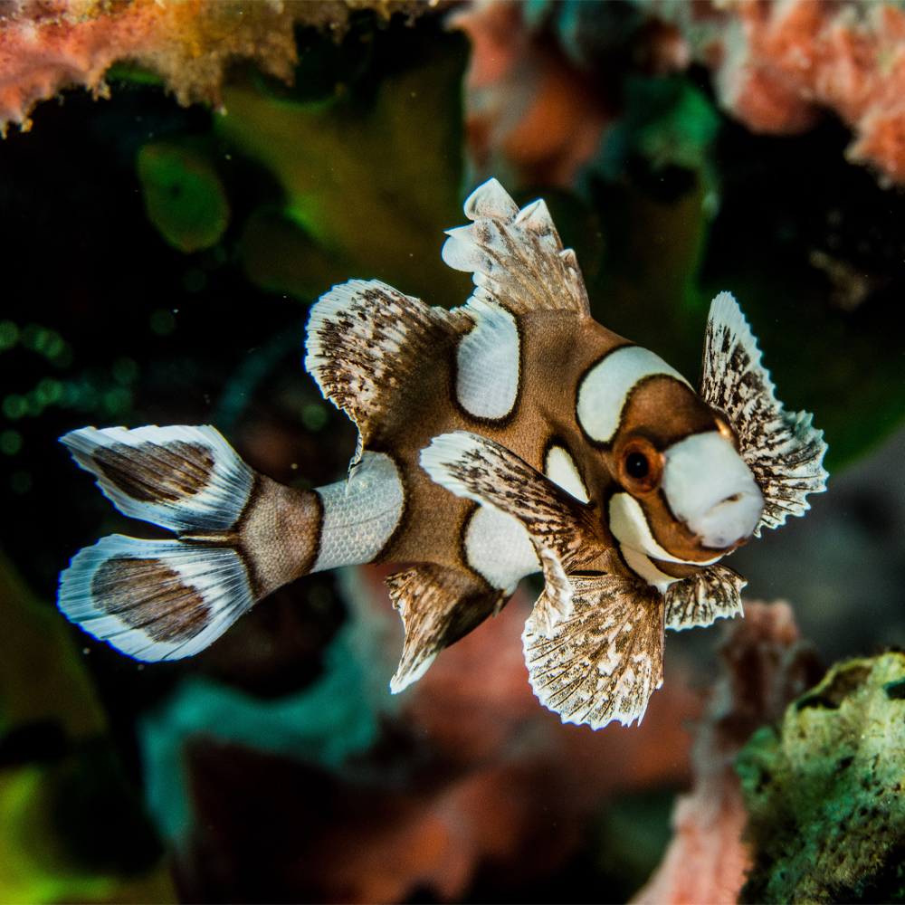 Plectorhinchus chaetodonoides 
 / Harlequin Sweetlips | Endast 789 kr! - Zoogiganten