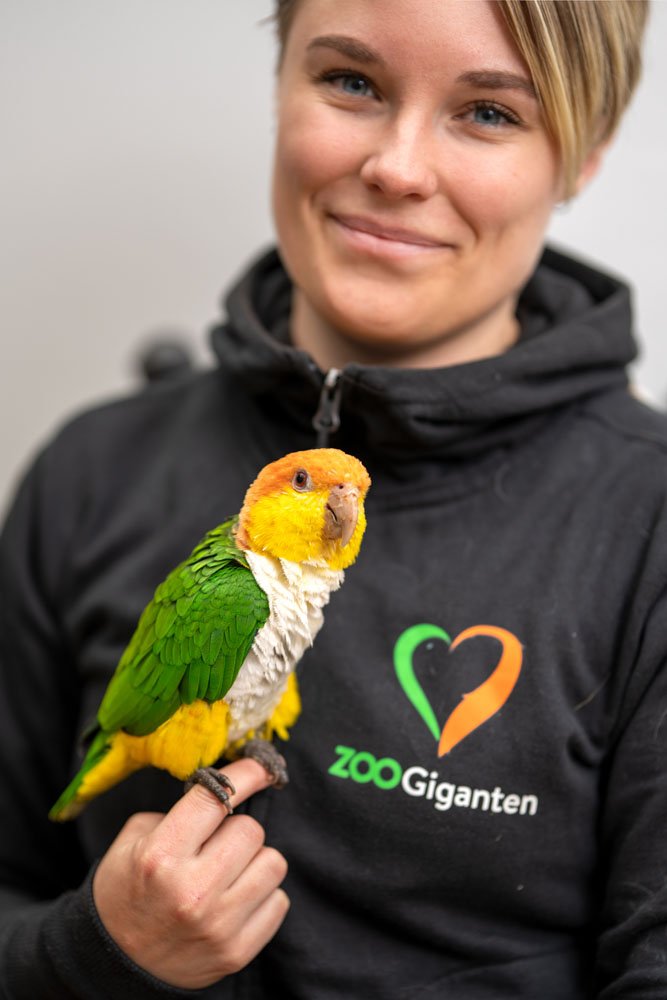HOTELL - VOLJÄR FÅGLAR /DYGN | Endast 229 kr! - Zoogiganten