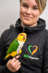 HOTELL - VOLJÄR FÅGLAR /DYGN | Endast 229 kr! - Zoogiganten